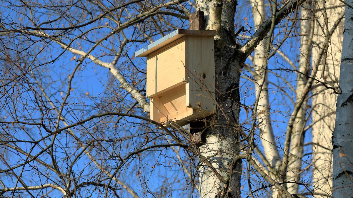 A wooden bat house attached to a birch tree trunk in a public park.