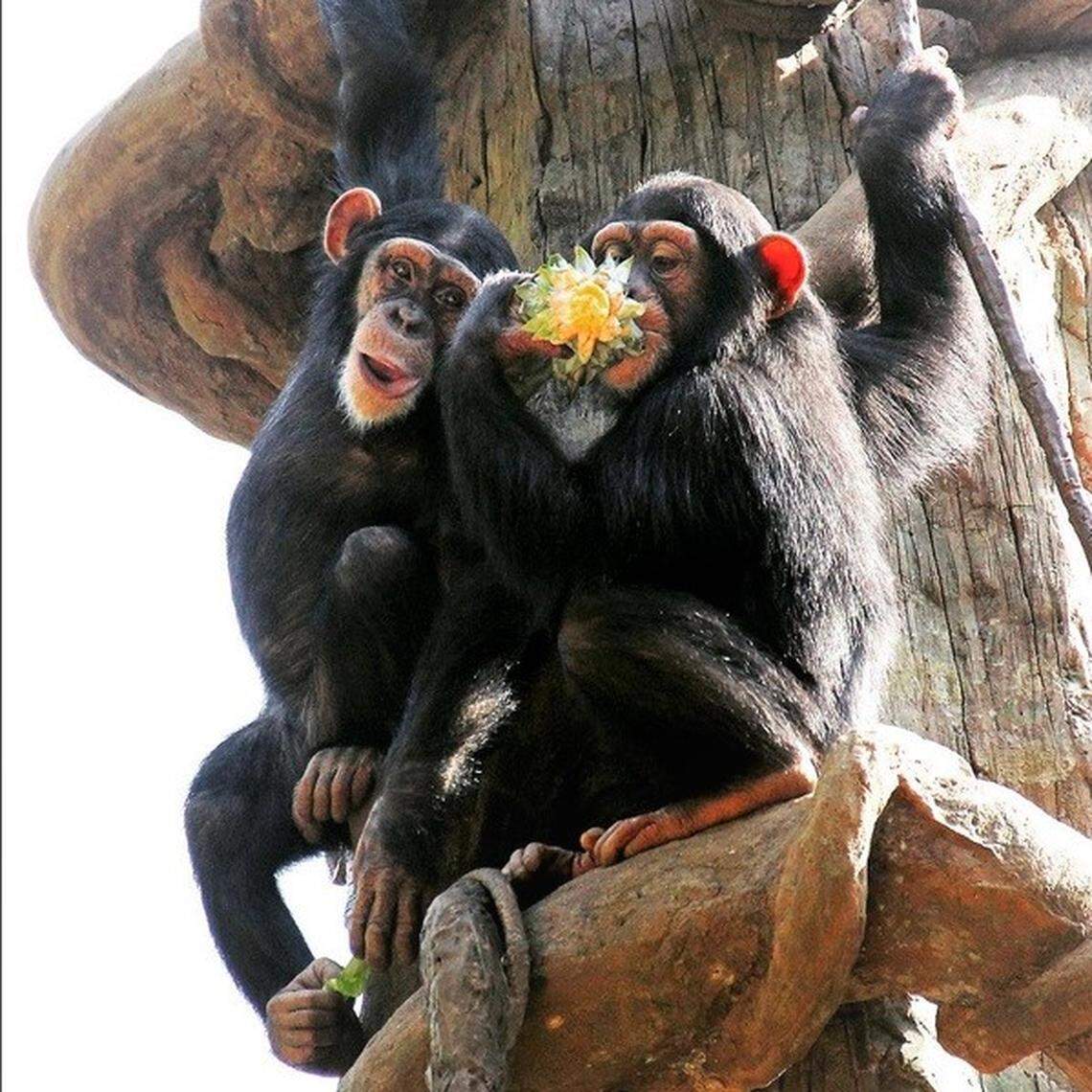 Chimpanzees enjoy a flower at the N.C. Zoo. The zoo reopened June 15 with reduced capacity to keep people from crowding around popular exhibits and forming lines.