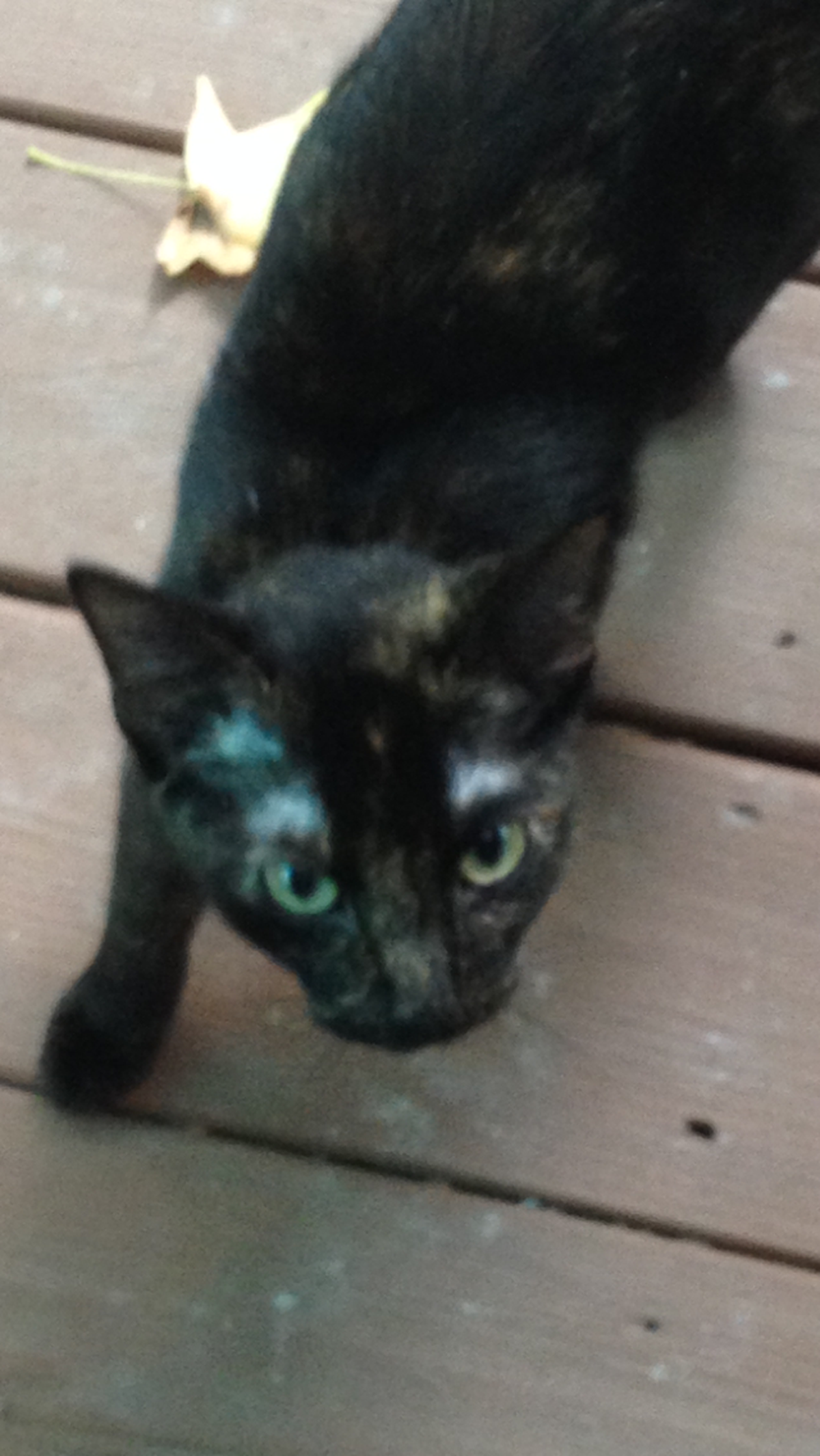 Sheba