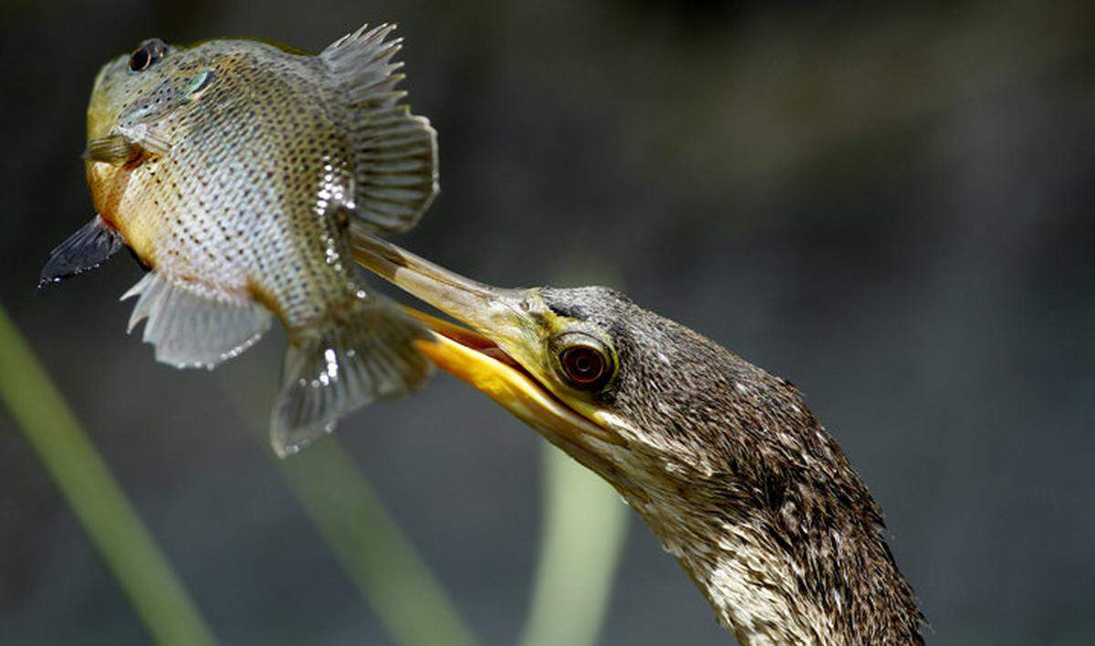 APTOPIX The Anhinga Trail