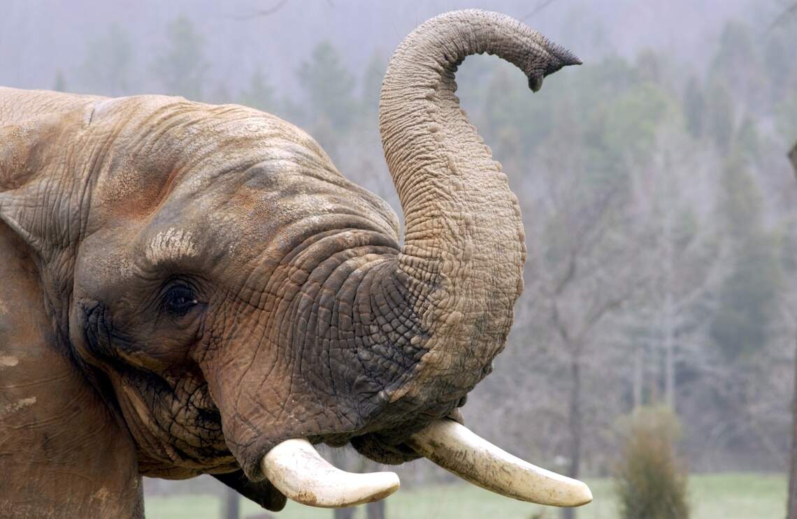 The NC Zoo’s Asia exhibit inches towards opening, with budget set to become law