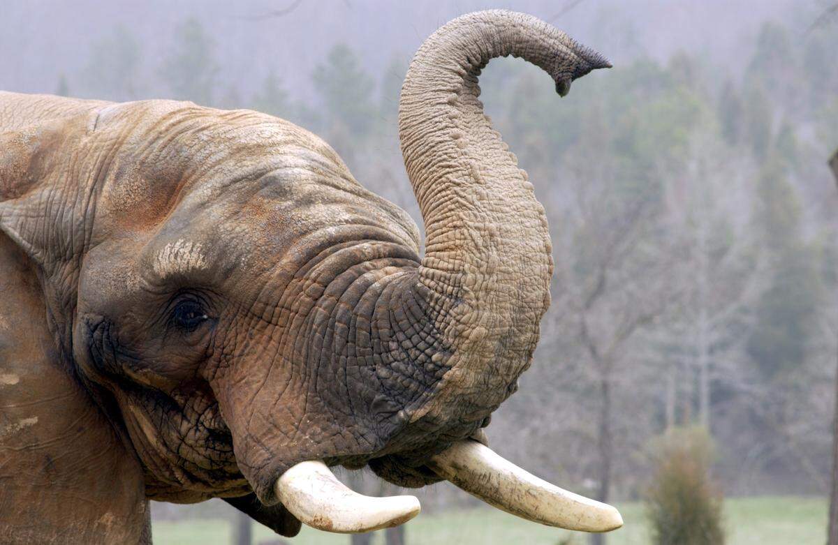 A 2002 photo of C'sar the African elephant sniffing the wind at the Elephant Exhibit at the North Carolina Zoological Park in Asheboro.