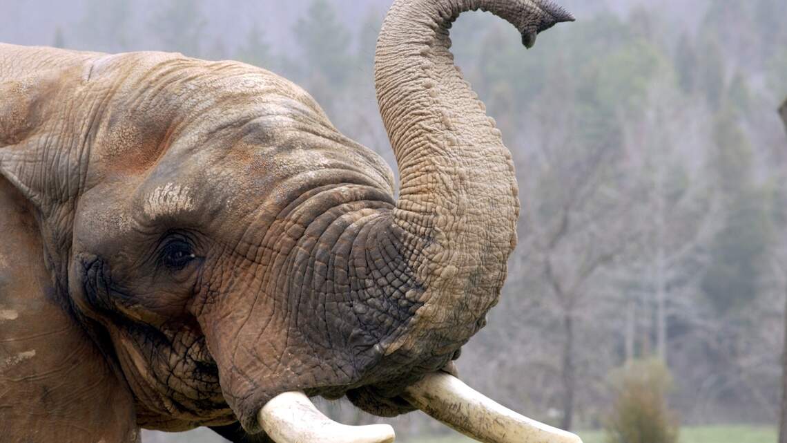 The NC Zoo’s Asia exhibit inches towards opening, with budget set to become law