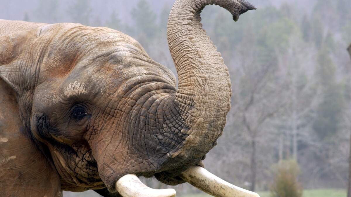 A 2002 photo of C'sar the African elephant sniffing the wind at the Elephant Exhibit at the North Carolina Zoological Park in Asheboro.