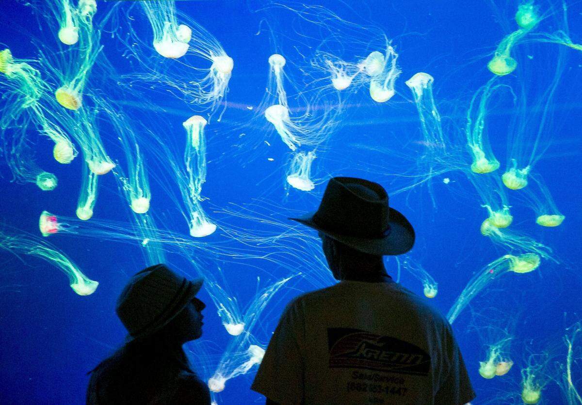 John and Christine Krenn, vacationing from Ft. Worth, Tx view a large tank full of jellyfish at Ripley’s Aquarium new “Planet Jellie” in Myrtle Beach.