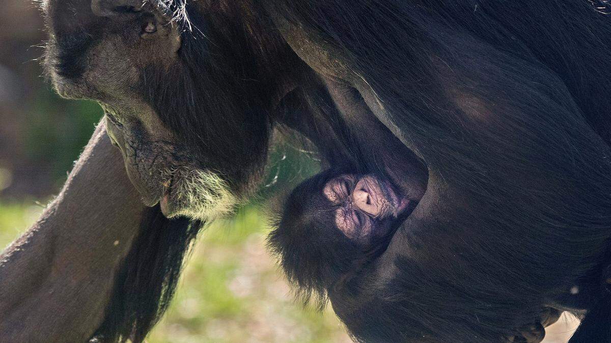 Mom, Gerre, and her new baby chimpanzee, born Monday.