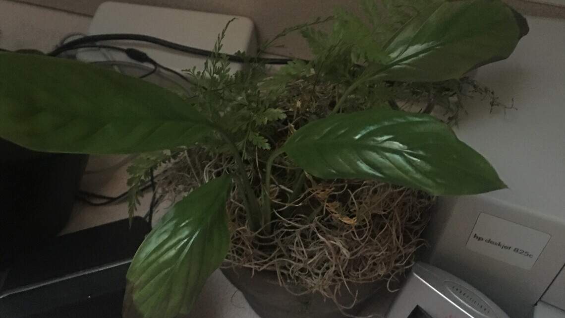 A good-luck plant marks the years of a career, from hard work to well-deserved rest