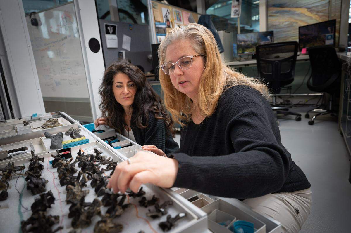 Lisa Herzog, operations manager, and Lindsay Zanno, director of paleontology, from NC Museum of Natural Sciences examine Fona bones.