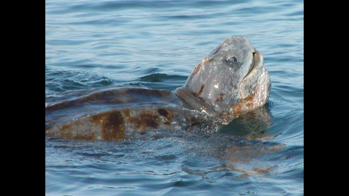 Leatherbacks are the largest species of sea turtle, growing to 6 feet in length and up to 1,000 pounds, experts say. They can live as long as 50 years.