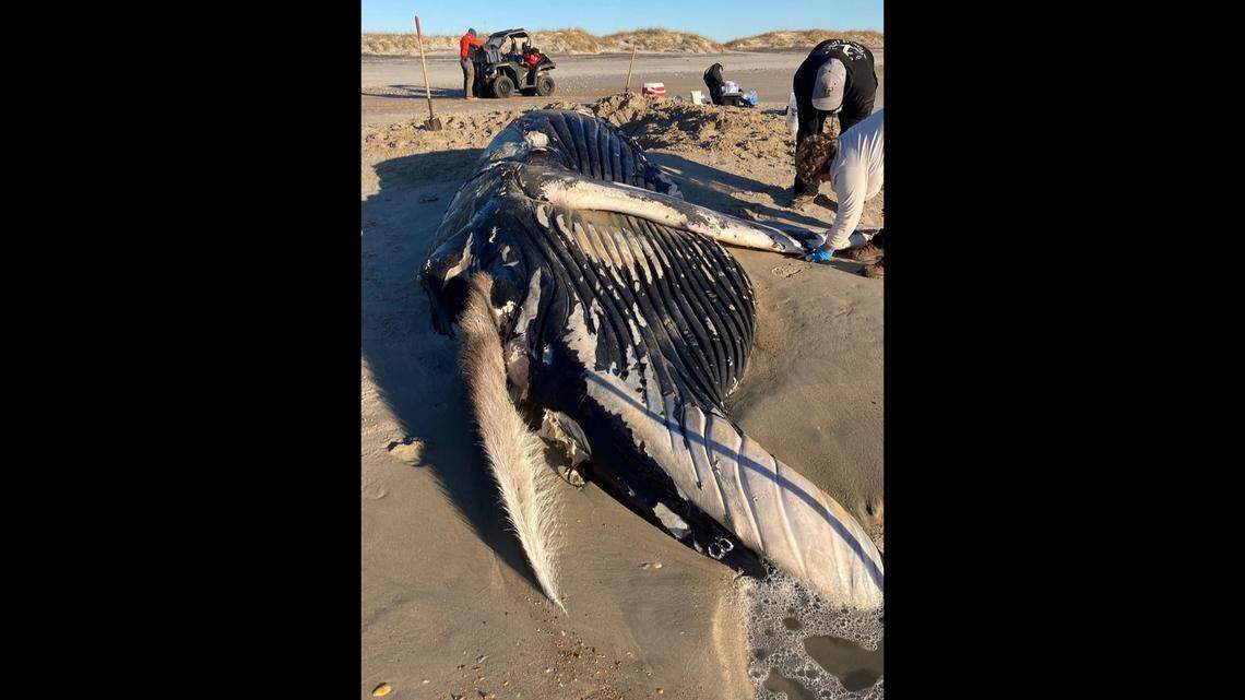 This humpback whale was found dead at Cape Lookout National Seashore in North Carolina. Members of the NC Marine Mammal Stranding Network response team collected samples from it for study.