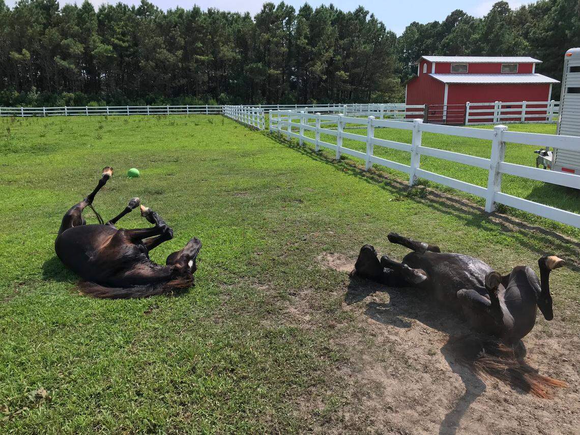 Two of the “Renegade 6” North Carolina group of mustangs, enjoying a roll in the dirt and grass.