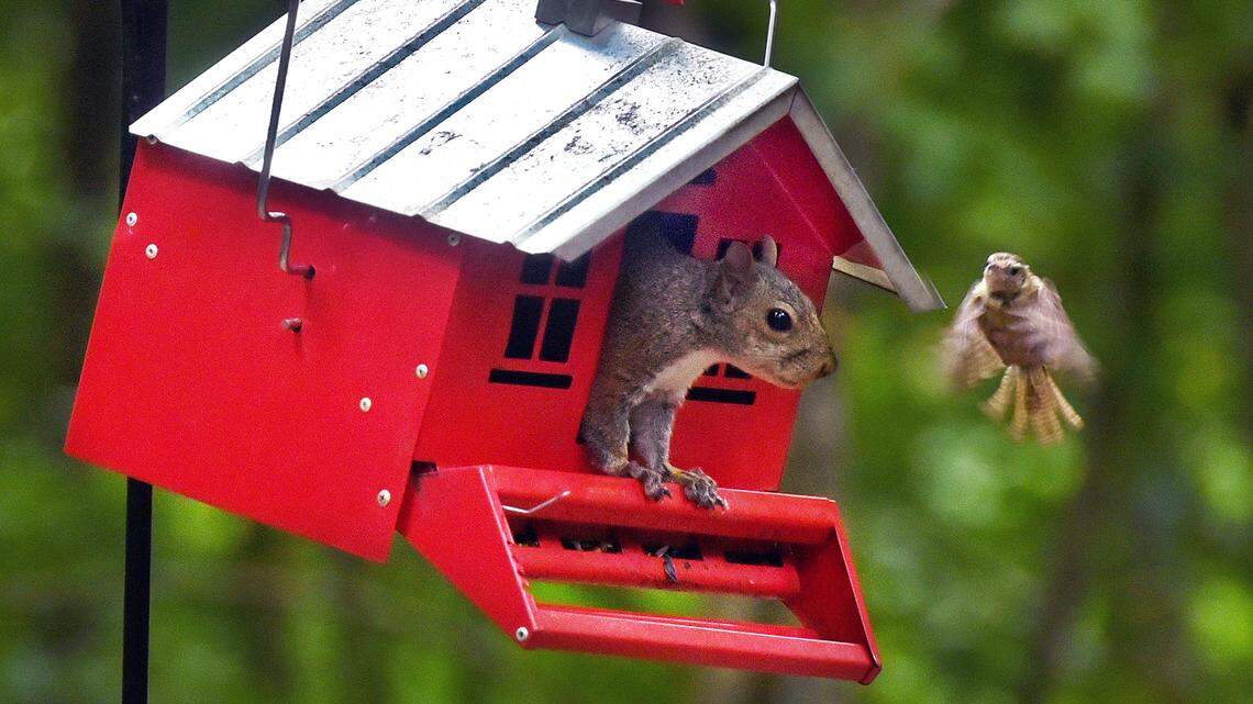 Squirrel wars: Durham considers rules for feeding birds and other wildlife