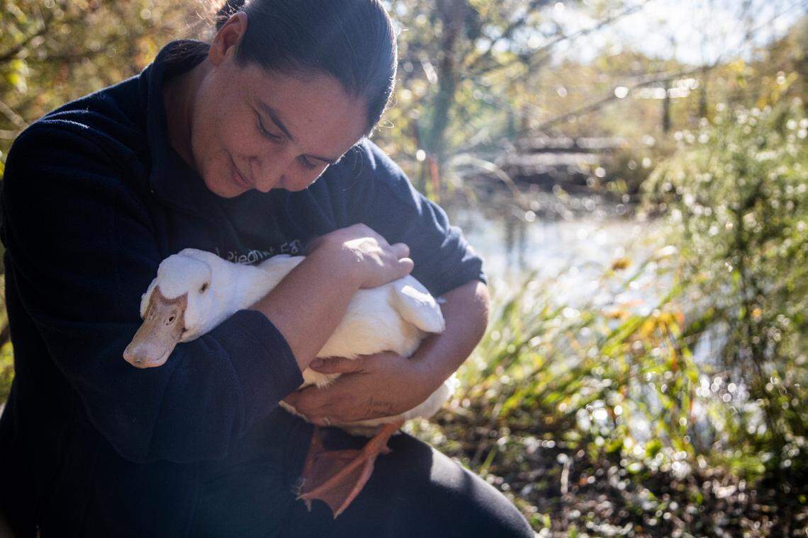 Lenore Braford, the founder of Piedmont Farm Animal Refuge in Pittsboro holds a duck named “Dexter” that was injured by a snapping turtle.