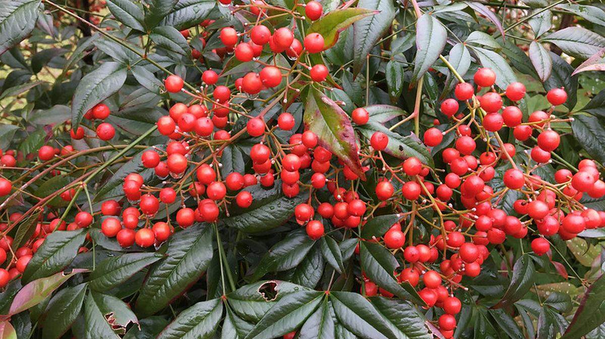 Nandina domestica’s red berries contain cyanide, which is often deadly for one of the Triangle’s year-round bird species that eat the berries in large quantities in the wintertime.