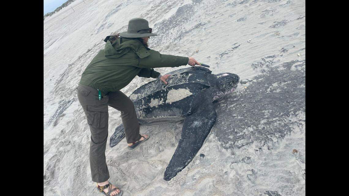 A National Park Service biologist gathers data from a leatherback sea turtle seen in 2022 at Cape Lookout National Seashore.