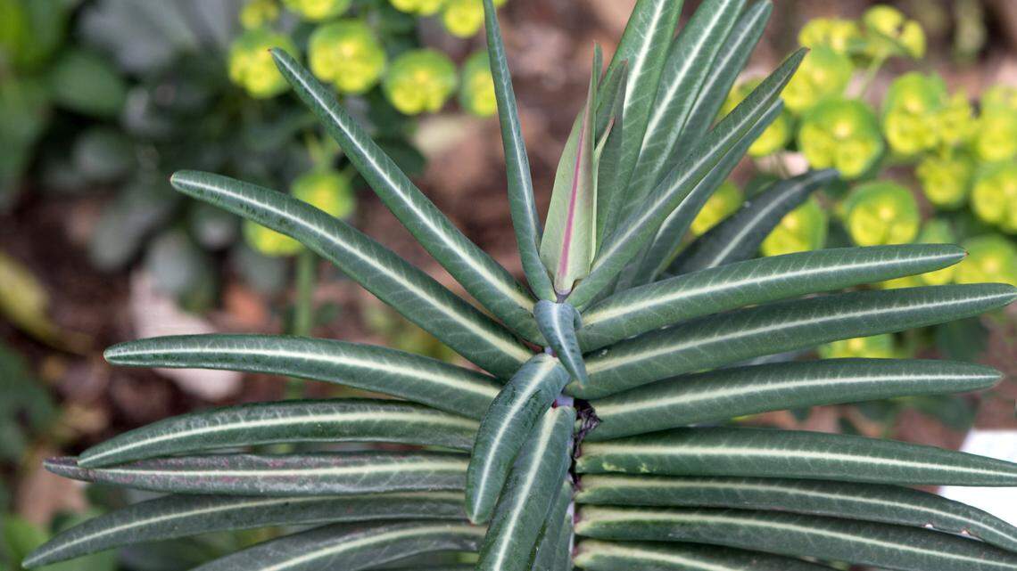 If ingested, Caper Spurge is likely to cause death in people and may cause death in livestock and pets.