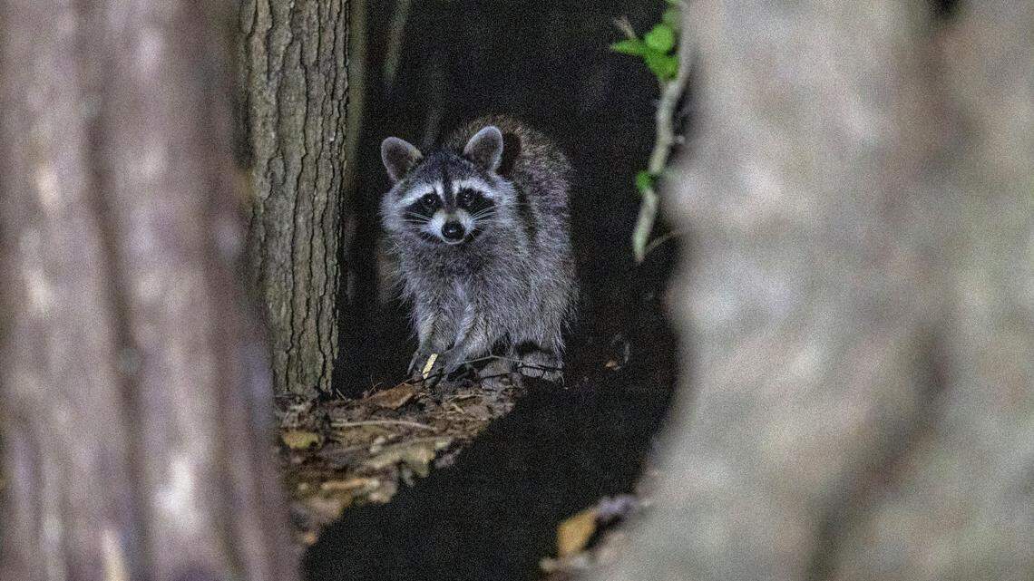 A raccoon wanders into a campsite looking for food at Lake Norman Sate Park in Troutman.