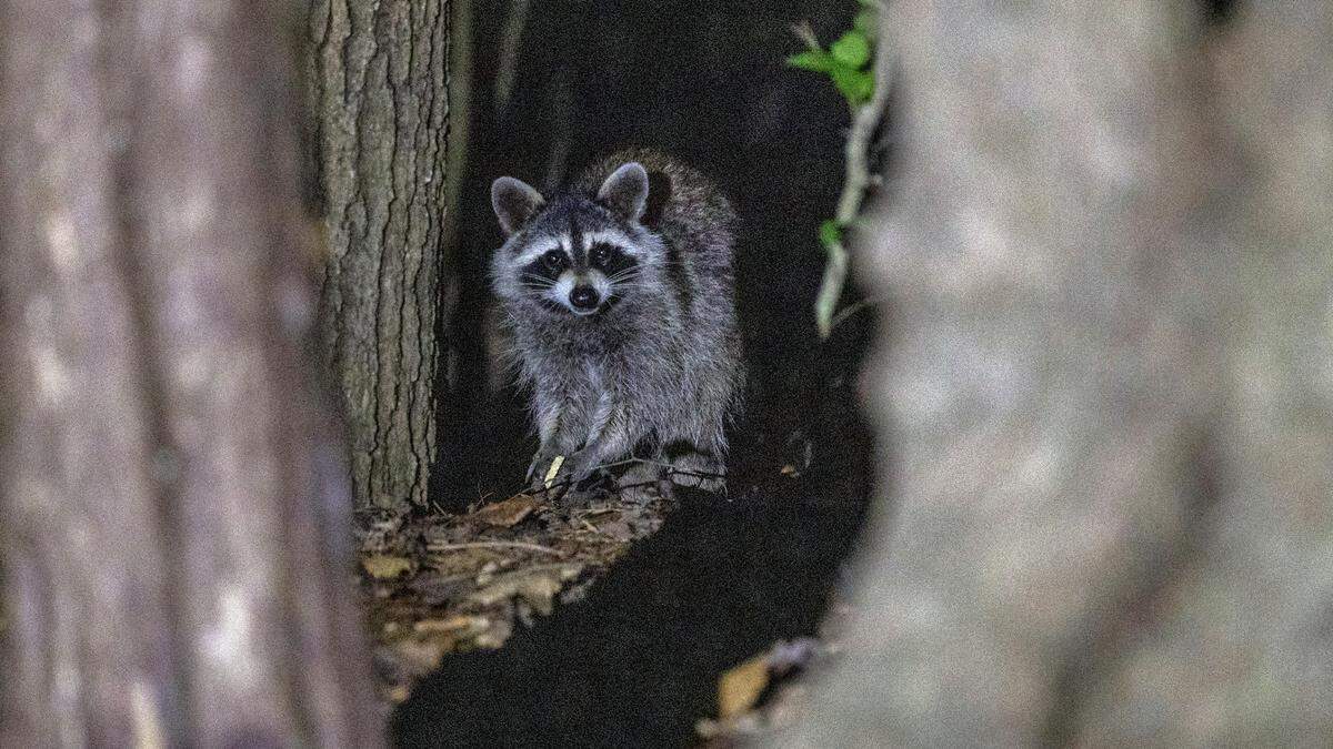 A raccoon wanders into a campsite looking for food at Lake Norman Sate Park in Troutman.