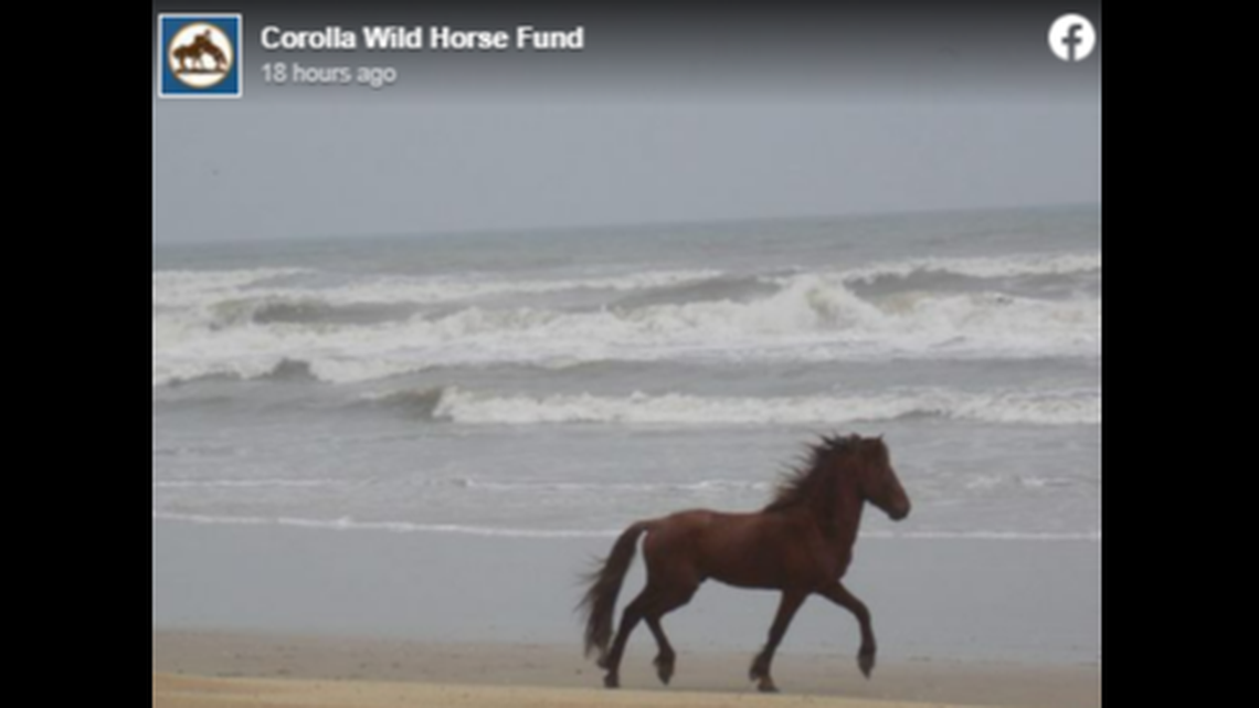 Eleven-year-old Finn was euthanized March 11 “due to an irreparably broken hind leg,” the Corolla Wild Horse Fund announced in a Facebook post.