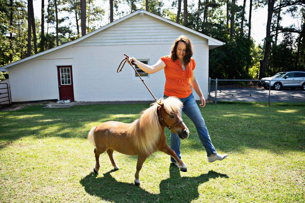 Therapy mini horse, Kiwi, “walks pretty” on command for a treat from his owner, Tara Needham, at their Raleigh home. Kiwi recently starred in the film, “Reggie,” that addresses mental health issues.