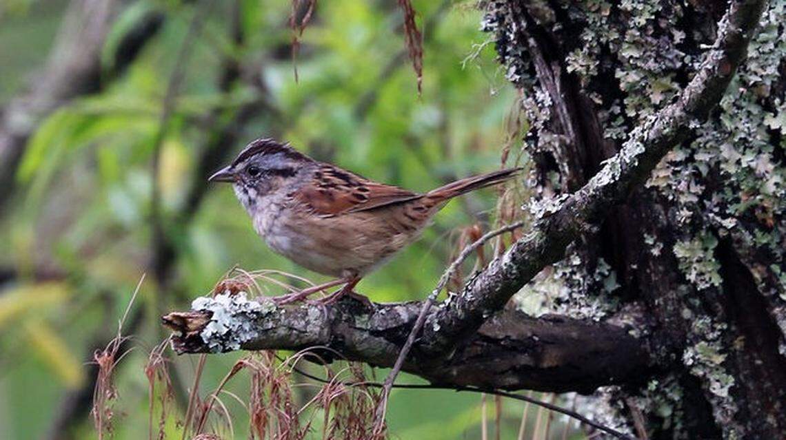 A swamp sparrow in Franklin, N.C.  Researchers show that American swamp sparrows have been singing the same songs for hundreds of years.