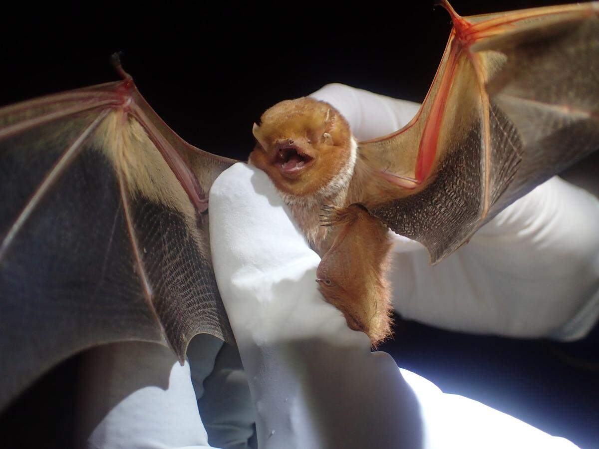 Bat roosting season begins May 1. The N.C. Wildlife Resources Commission recommends checking your home for bats prior to that date, because bat extractions are not done while bats are roosting.