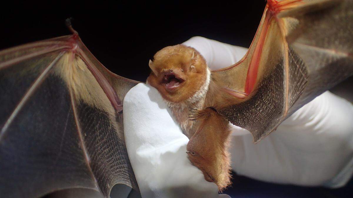 An Eastern Red bat photographed during a study in Croatan National Forest.