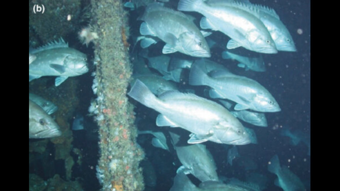This 2017 image on the “Snowy wreck” off North Carolina was featured in a National Centers for Coastal Science report.