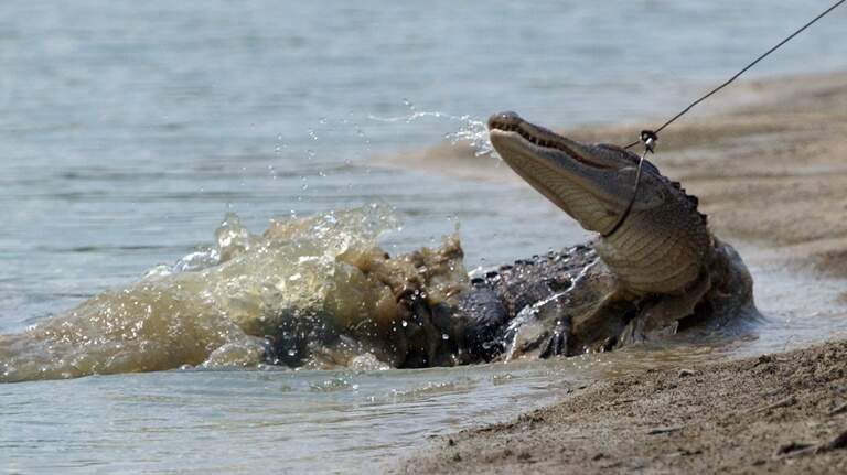 Hurricane Florence may have saved NC alligators from hunters’ guns, state says
