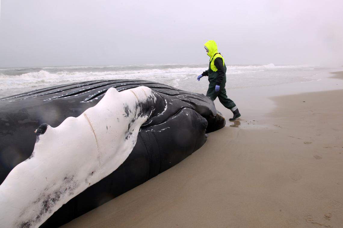 A whale washed ashore on the Outer Banks, officials say.