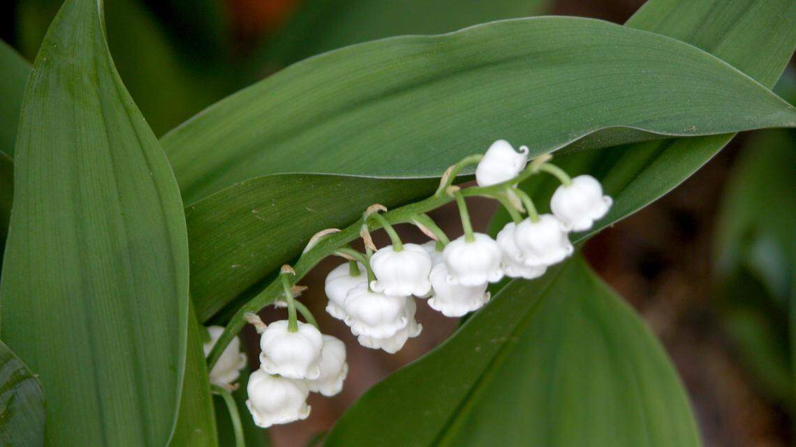 Lily-of-the-Valley is found in woods and slopes of high mountains, and is also cultivated as an ornamental.