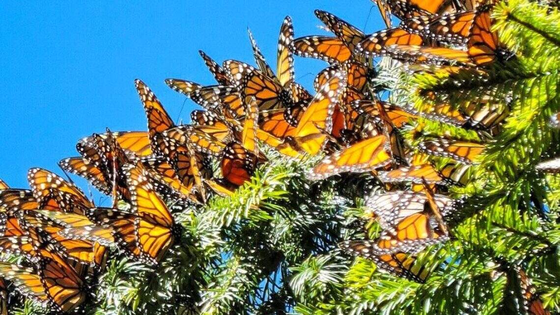 The butterfly effect: How the ‘magic of the monarch’ is inspiring conservation in NC