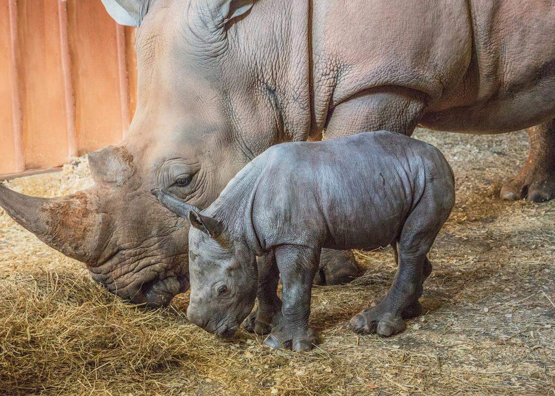 The N.C. Zoo has named the baby rhino calf born in January: Mguu, which is Swahili for “feet.”