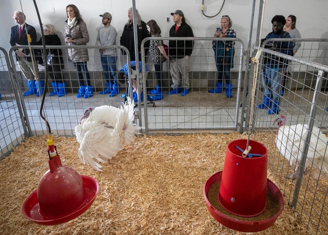 The National Thanksgiving Turkeys, Chocolate, left, and Chip have moved into their new home at the N.C. State University Talley Turkey Education Unit after receiving a pardon from President Joe Biden last week at the White House. The farm on Mid Pines Road hosted a meet and greet with the famous birds on Wednesday, November 23, 2022 in Raleigh, N.C. The turkeys were raised on Circle S Ranch near Charlotte, N.C.