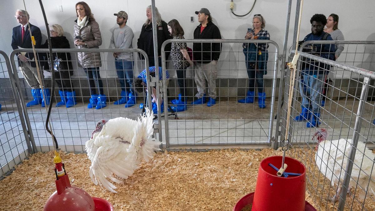 The National Thanksgiving Turkeys, Chocolate, left, and Chip moved into their new home at the N.C. State University Talley Turkey Education Unit after receiving a pardon from President Joe Biden at the White House. The farm on Mid Pines Road hosted a meet and greet with the famous birds on Nov. 23, 2022, in Raleigh.