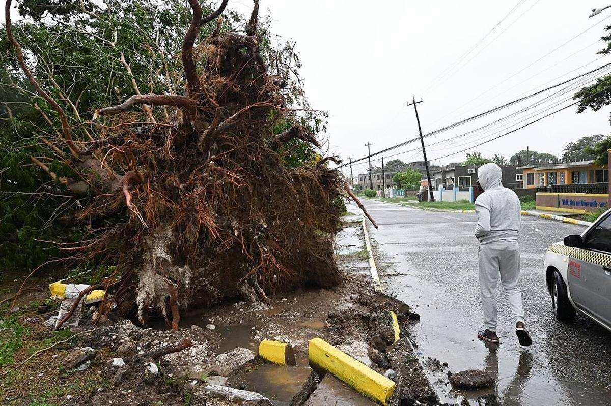 A man looks at a fallen tree in St. Catherine, Jamaica, shortly before Hurricane Melissa made landfall on October 28, 2025. Ferocious winds and torrential rain tore into Jamaica Tuesday as Hurricane Melissa made landfall, the worst storm ever to strike the island nation and one of the most powerful hurricanes on record. The extremely violent Category 5 system was still crawling across the Caribbean, promising catastrophic floods and life-threatening conditions as maximum sustained winds reached a staggering 185 miles per hour (295 kilometers per hour). (Photo by Ricardo Makyn / AFP) (Photo by RICARDO MAKYN/AFP via Getty Images)