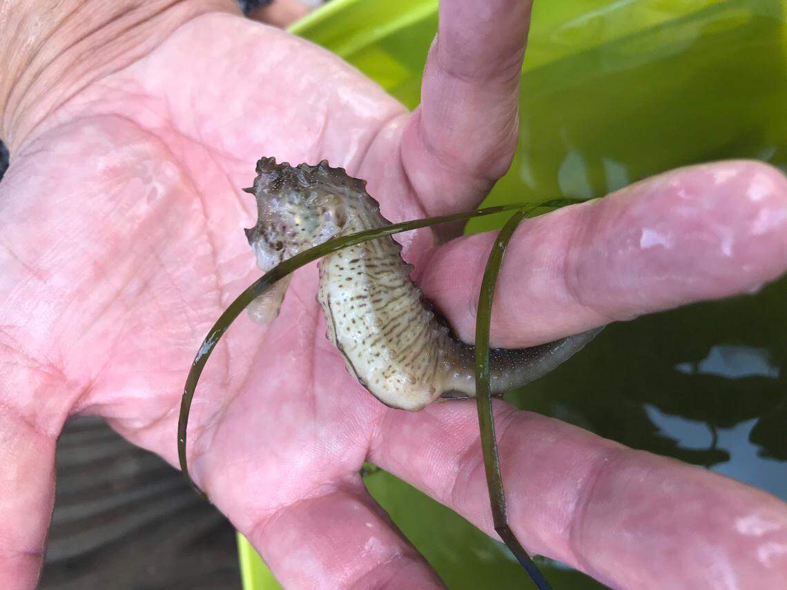 One of the sea horses rescued by a family in Virginia Beach. The sea horses were trapped in a fishing net that washed up on the shore.