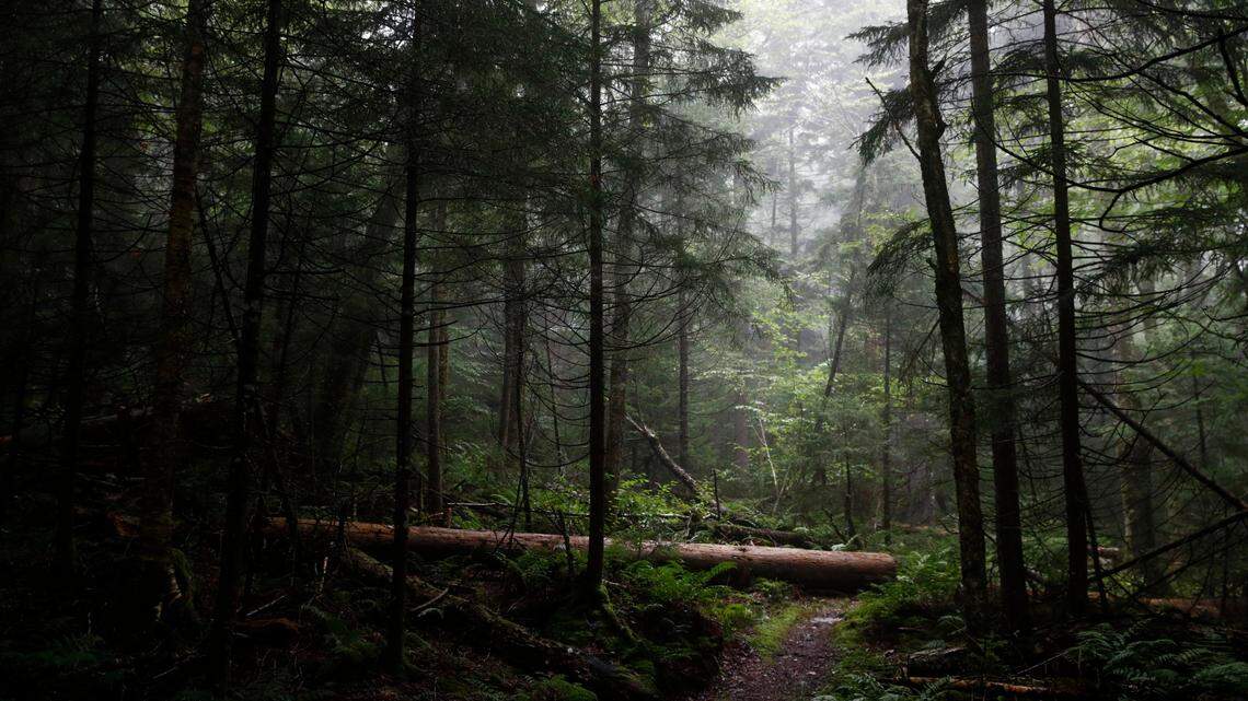 Human remains were found “deep” in the Monongahela National Forest, officials said. This file photo of the forest is from 2019.