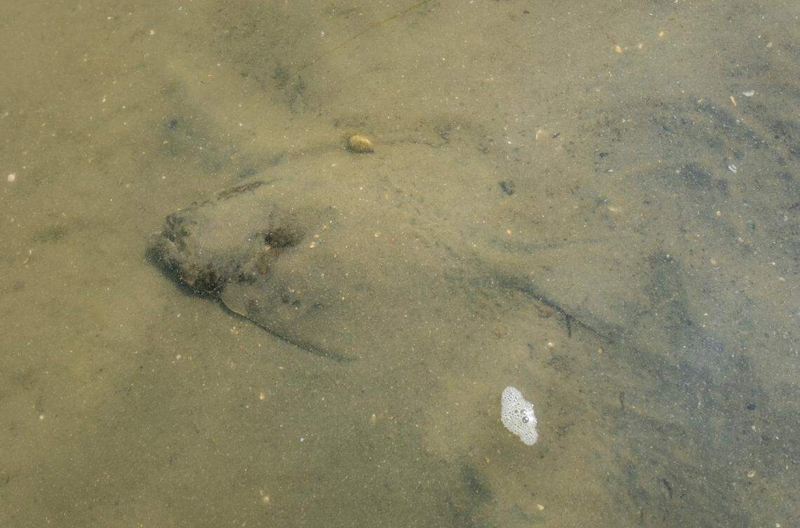 A small Flounder buries itself in the sand after being released by a kayak angler in Pawleys Island, S.C. Capitalizing on the growing popularity of kayak fishing, Yak Outdoor Guides help their clients catch fish in the shallow creeks of Pawleys Island and Murrells Inlet, S.C. July 1, 2019.