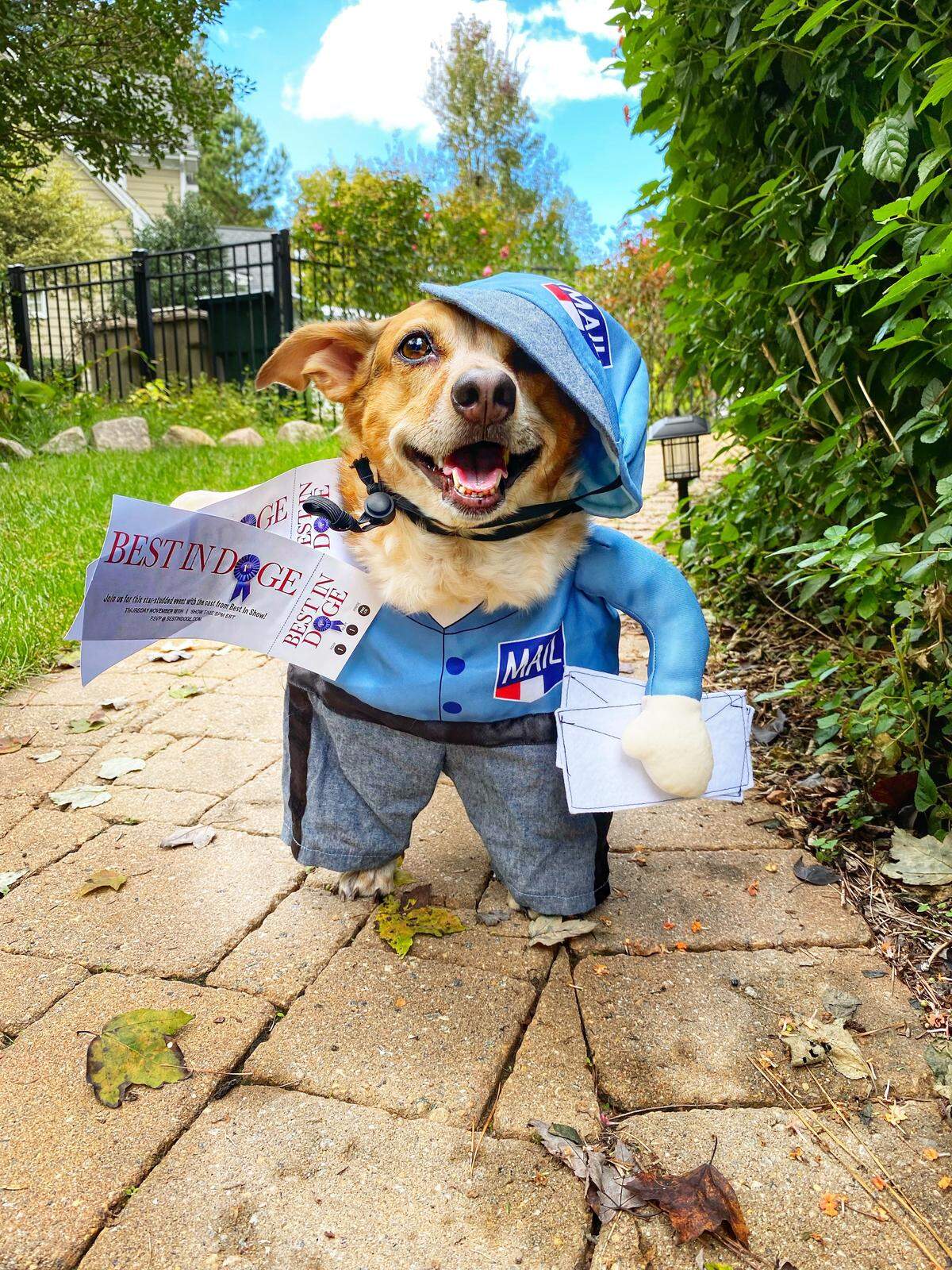 Suzie Mae, the winner of The News & Observer’s cutest dog contest.