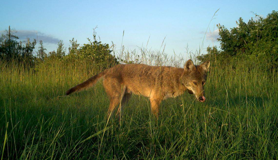 A red wolf triggers a Woodlands Network trail camera in an eastern North Carolina wildlife refuge. The wild red wolf population dwindled to as few as seven wolves in the wild in recent years. There are between 32 and 34 red wolves in the wild now, according to the U.S. Fish and Wildlife Service, with 278 in captivity.