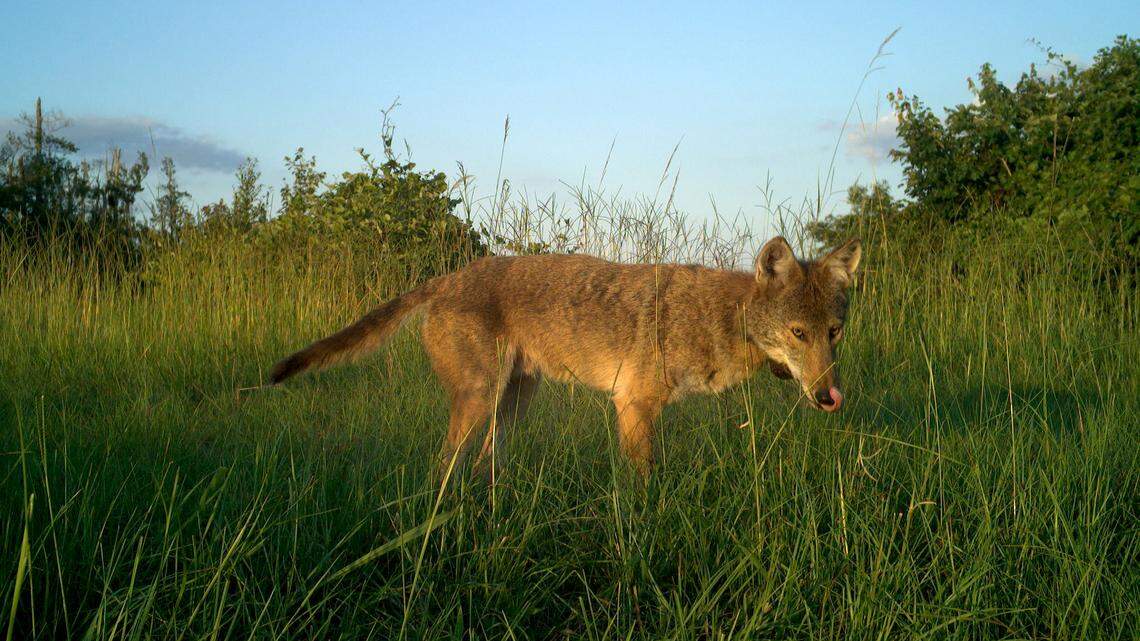 What to expect for coyote mating season in South Carolina | Myrtle ...
