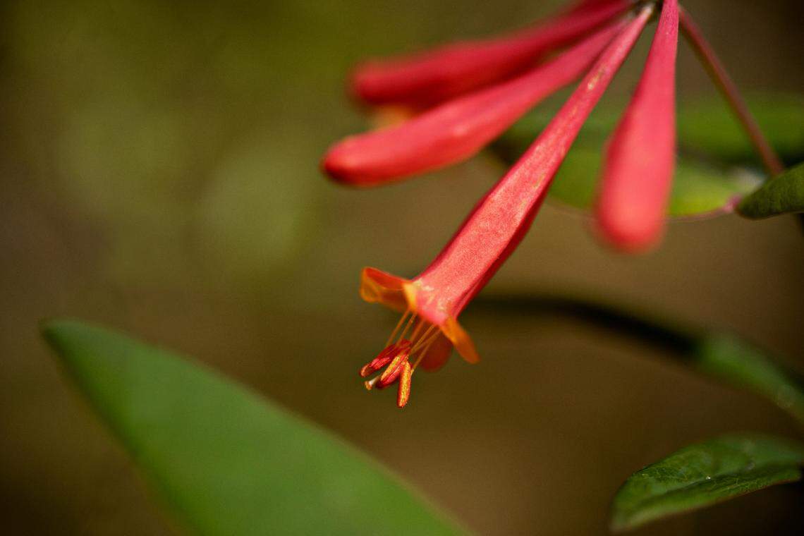 There is plenty of flora to spot along Swift Creek Loop Trail at Hemlock Bluffs Nature Preserve in Cary on Friday, April 8, 2022.