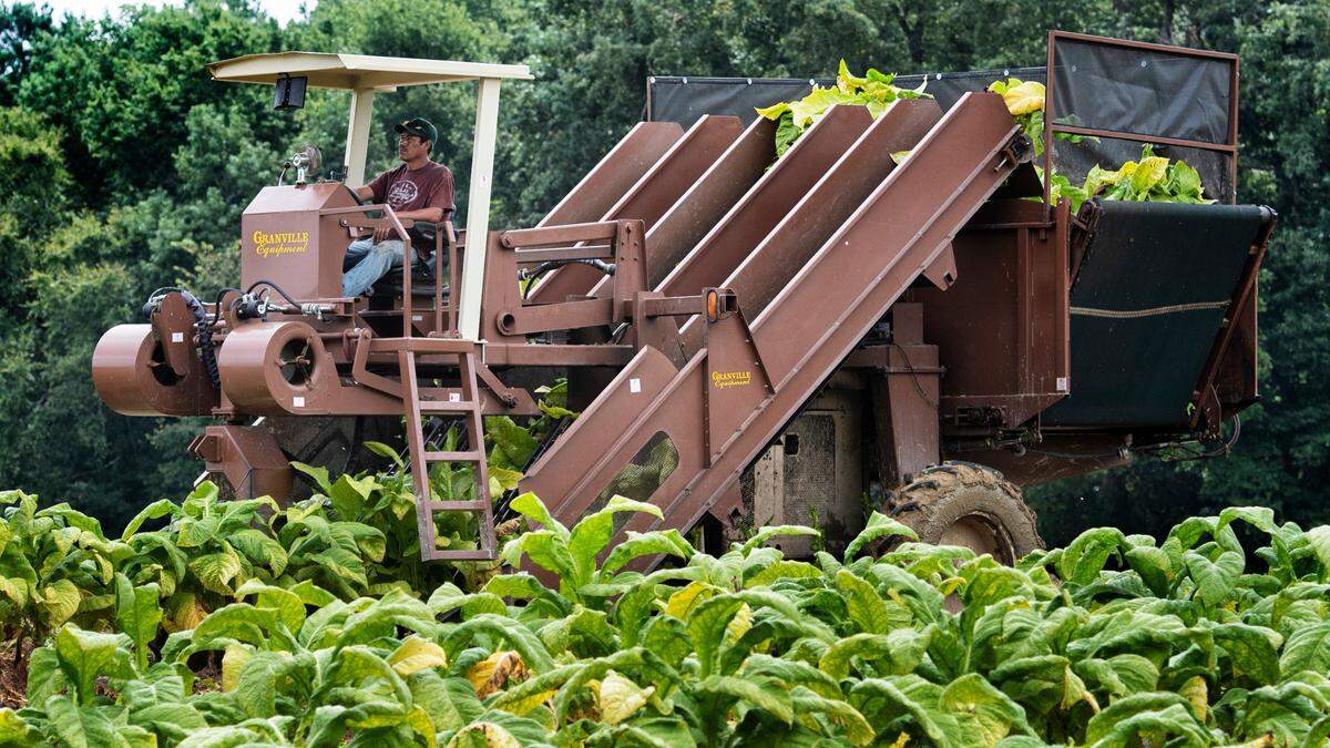 A worker drives a mechanical harvester stripping tobacco leaves from their stalks to be transported to drying barns in eastern Wake County in 2020.