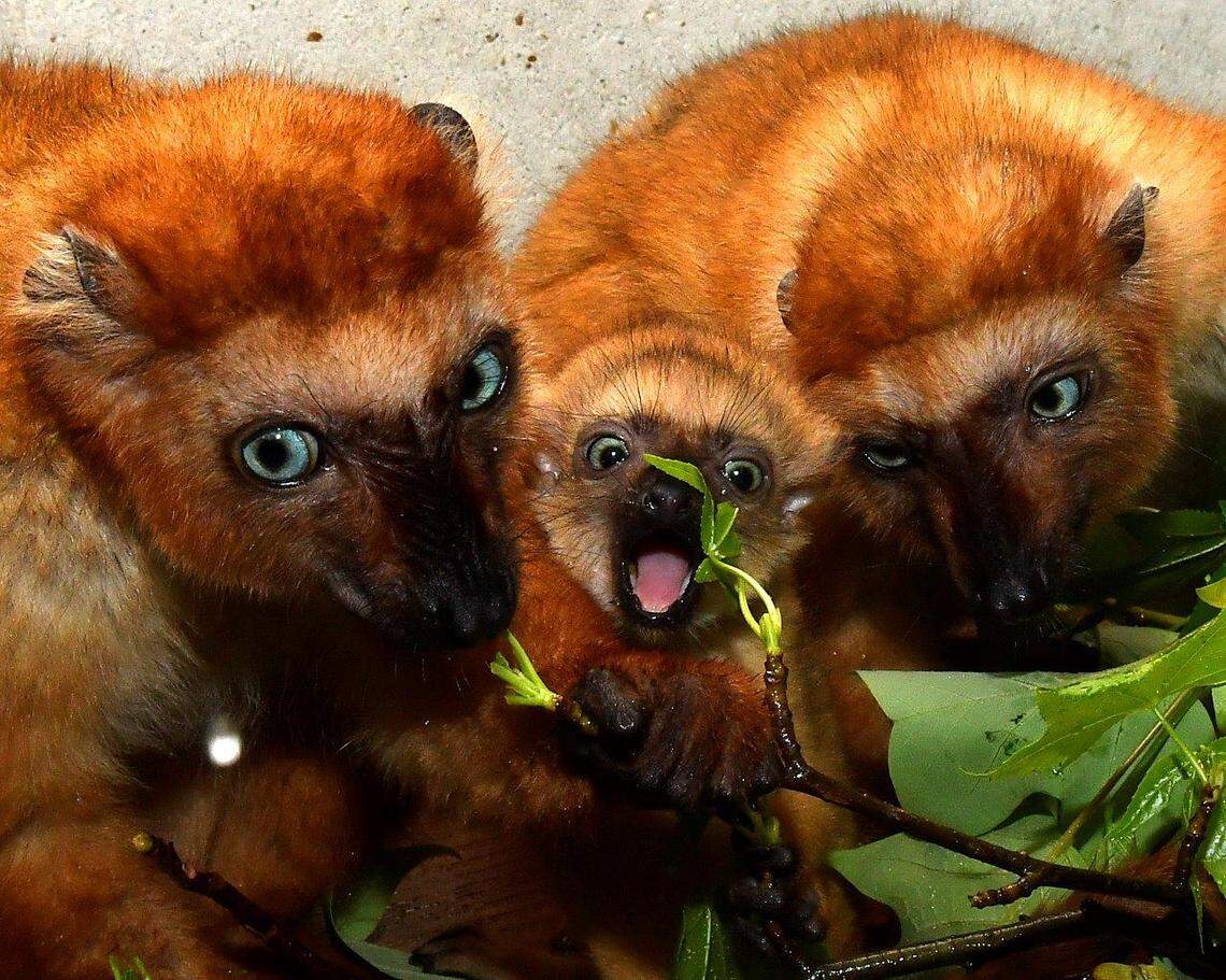 Gellar, middle, eats leaves with her older sister, McKinnon, left, and her mom, Wiig, right.