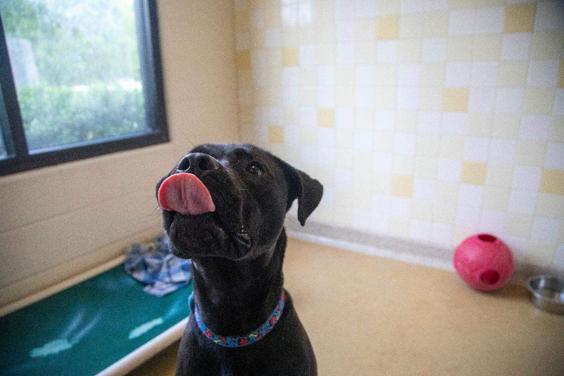 Ramses, a two-year-old bulldog mix, is Orange County Animal Services’s longest resident, there since March 25.