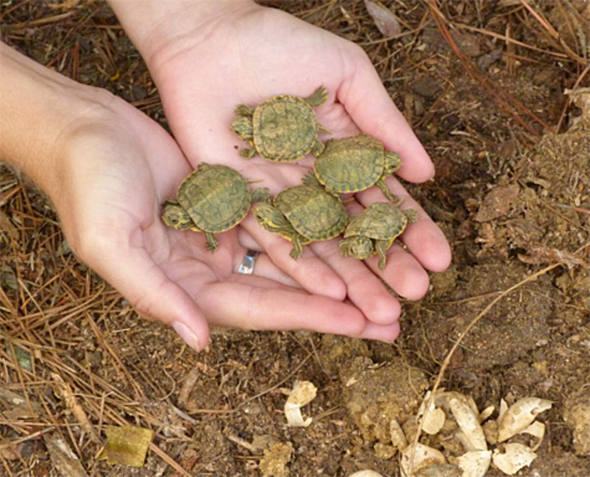 Five hatchlings were recovered from a nest of Chip’s in 2011.. They were raised by a park worker and returned to the Wetlands area.