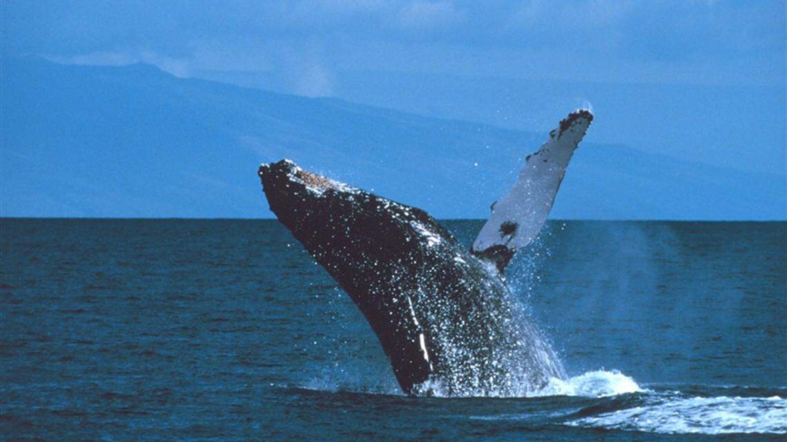 A humpback whale breaches off Maui, Hawaii. Humpbacks are among several species of whales found in the waters off North Carolina. They have been dying in large numbers along the Atlantic coast in recent years.