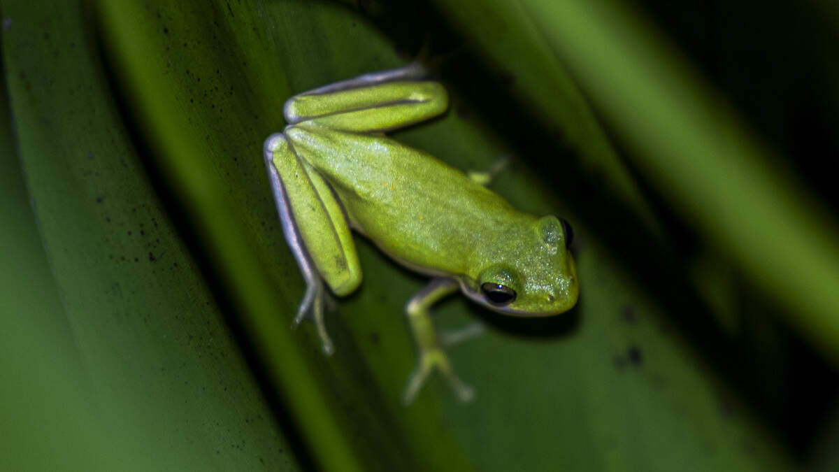 A green tree frog sits among vegetation Tuesday, June 30, 2026, at Downtown Cary Park in Cary.