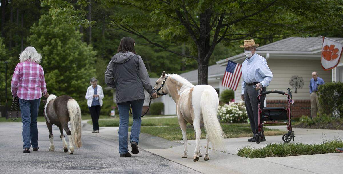 Leigh Hammond enjoys a visit with Katie and Linda Wilkins and their miniature horses Rue and Scout at the Woodland Terrace Senior Living Community on Tuesday, May 5, 2020 in Cary, N.C. The visit by the horses was in lieu of the traditional Kentucky Derby celebration held each year.
